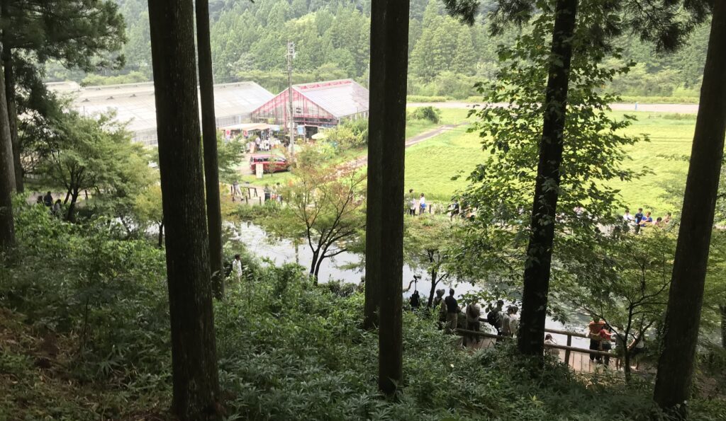 根道神社からモネの池を見る（池の向こうの建物はフラワーパーク板取）