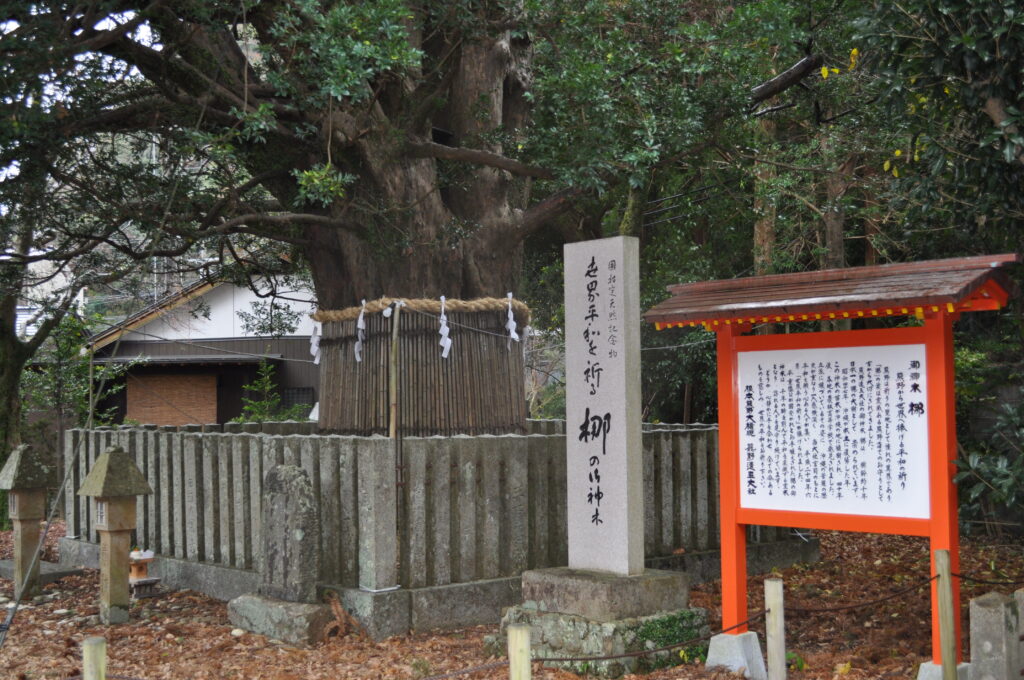 熊野速玉大社のご神木・梛（ナギ）