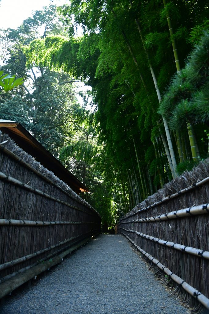 偕楽園の孟宗竹林 写真提供:偕楽園公式フォトライブラリー